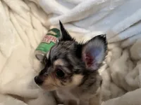 Bagel, a male Chihuahua for sale in Tampa, FL – 7 of 10