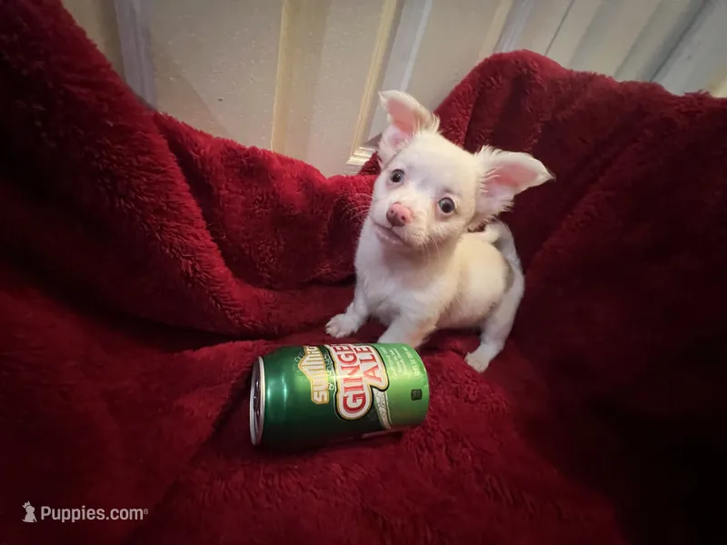 Gator  – Chihuahua puppy for sale in Tampa, FL