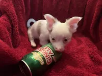 Gator , a male Chihuahua for sale in Tampa, FL – 3 of 10