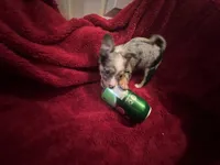 Missy, a female Chihuahua for sale in Tampa, FL – 10 of 10