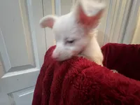 Alli, a female Chihuahua for sale in Tampa, FL – 7 of 10