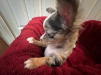Missy, a female Chihuahua for sale in Tampa, FL – 4 of 10