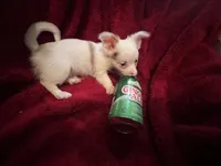 Gator , a male Chihuahua for sale in Tampa, FL – 2 of 10