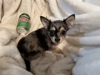Bagel, a male Chihuahua for sale in Tampa, FL – 5 of 10