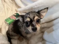 Bagel, a male Chihuahua for sale in Tampa, FL – 4 of 10