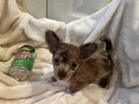 Coco, a male Chihuahua for sale in Tampa, FL – Photo 2 of 10