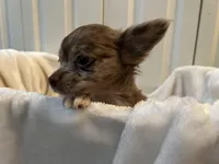 Coco, a male Chihuahua for sale in Tampa, FL – Photo 5 of 10