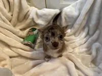 Coco, a male Chihuahua for sale in Tampa, FL – Photo 8 of 10