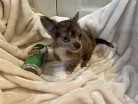 Coco, a male Chihuahua for sale in Tampa, FL – Photo 9 of 10