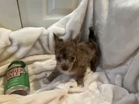 Coco, a male Chihuahua for sale in Tampa, FL – Photo 10 of 10