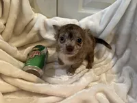 Coco, a male Chihuahua for sale in Tampa, FL – Photo 7 of 10