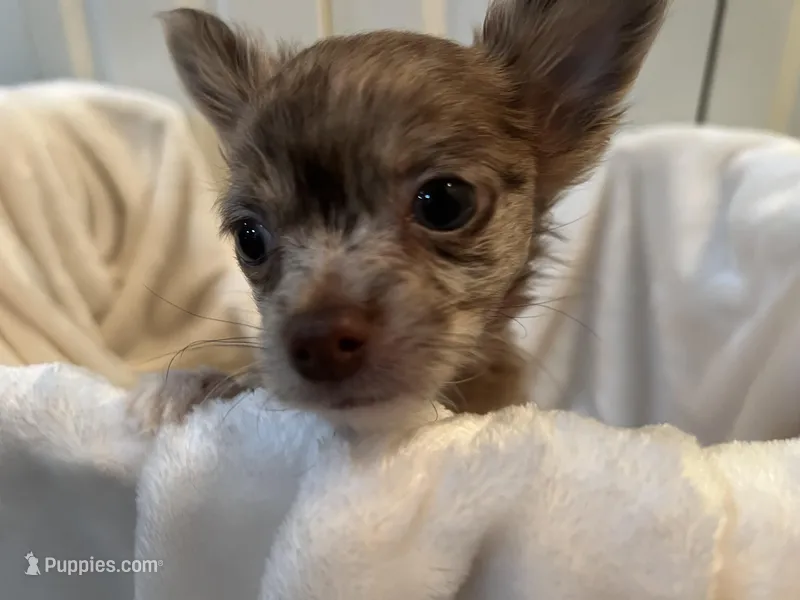 Coco – Chihuahua puppy for sale in Tampa, FL