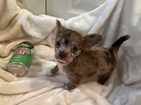 Coco, a male Chihuahua for sale in Tampa, FL – Photo 4 of 10