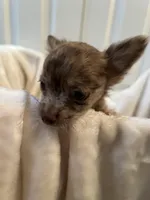 Coco, a male Chihuahua for sale in Tampa, FL – Photo 3 of 10