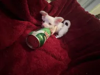 Gator , a male Chihuahua for sale in Tampa, FL – 5 of 10
