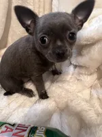 Thunder, a male Chihuahua for sale in Tampa, FL – 9 of 10