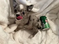 Muffin, a male Chihuahua for sale in Tampa, FL – 3 of 10