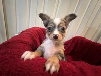 Missy, a female Chihuahua for sale in Tampa, FL – 6 of 10