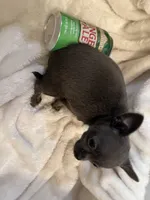 Thunder, a male Chihuahua for sale in Tampa, FL – 10 of 10