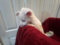 Alli, a female Chihuahua for sale in Tampa, FL – 9 of 10