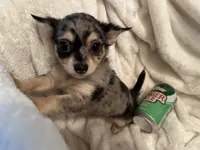 Bagel, a male Chihuahua for sale in Tampa, FL – 2 of 10