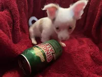Gator , a male Chihuahua for sale in Tampa, FL – 8 of 10