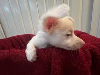 Alli, a female Chihuahua for sale in Tampa, FL – 5 of 10