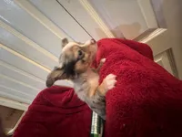 Missy, a female Chihuahua for sale in Tampa, FL – 5 of 10