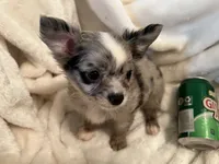 Muffin, a male Chihuahua for sale in Tampa, FL – 5 of 10
