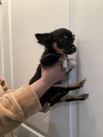 Blackie, a male Chihuahua for sale in Tampa, FL – Photo 10 of 10