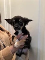 Blackie, a male Chihuahua for sale in Tampa, FL – Photo 5 of 10