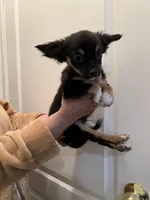 Blackie, a male Chihuahua for sale in Tampa, FL – Photo 7 of 10