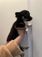 Blackie, a male Chihuahua for sale in Tampa, FL – Photo 9 of 10