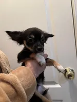 Blackie, a male Chihuahua for sale in Tampa, FL – Photo 3 of 10