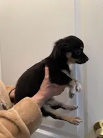 Blackie, a male Chihuahua for sale in Tampa, FL – Photo 8 of 10