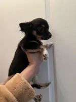 Blackie, a male Chihuahua for sale in Tampa, FL – Photo 4 of 10