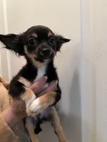 Blackie, a male Chihuahua for sale in Tampa, FL – Photo 1 of 10