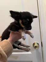 Blackie, a male Chihuahua for sale in Tampa, FL – Photo 2 of 10