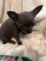 Thunder, a male Chihuahua for sale in Tampa, FL – 5 of 10