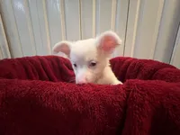 Alli, a female Chihuahua for sale in Tampa, FL – 6 of 10
