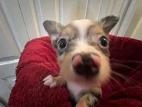 Missy, a female Chihuahua for sale in Tampa, FL – 3 of 10