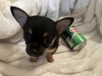 Trish, a female Chihuahua for sale in Tampa, FL – 5 of 10