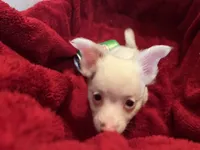 Gator , a male Chihuahua for sale in Tampa, FL – 5 of 10