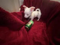Gator , a male Chihuahua for sale in Tampa, FL – 10 of 10