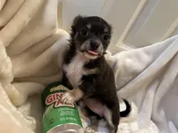 Nora, a female Chihuahua for sale in Tampa, FL – Photo 6 of 10