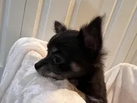 Nora, a female Chihuahua for sale in Tampa, FL – Photo 2 of 10