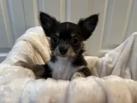 Nora, a female Chihuahua for sale in Tampa, FL – Photo 10 of 10