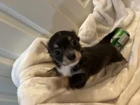 Nora, a female Chihuahua for sale in Tampa, FL – Photo 8 of 10