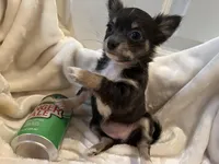 Nora, a female Chihuahua for sale in Tampa, FL – Photo 3 of 10