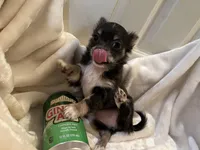 Nora, a female Chihuahua for sale in Tampa, FL – Photo 5 of 10